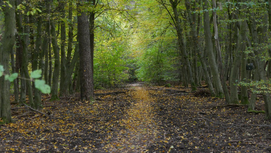 holz-sammeln-im-wald-cc0-pixabay-chrispy_muc-221020 Holz sammeln im Wald