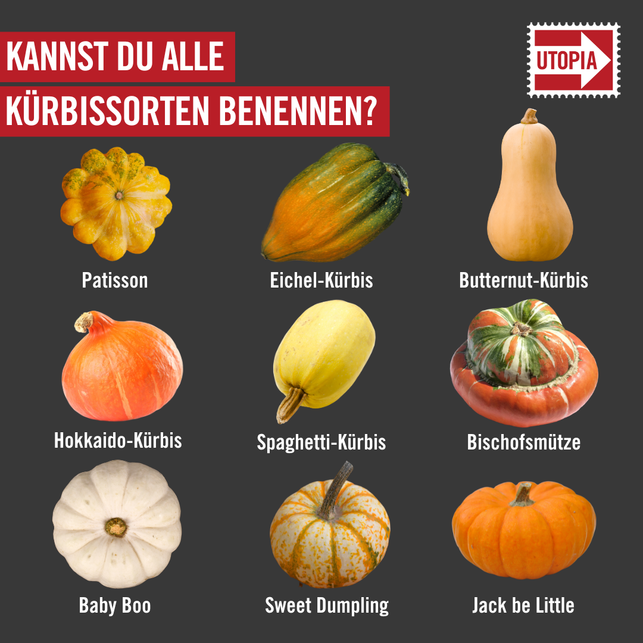 kuerbis-quiz-hier-kommt-die-aufloesung-utopia-231007_download Kürbis-Quiz: Hier kommt die Auflösung.