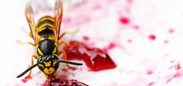 Eine Deutsche Wespe (Vespula germanica) hat sich auf einem Teller mit süßem Holundergelee niedergelassen