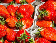 Erdbeeren Erdbeerzeit