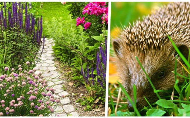 Naturnaher Garten 10 Tipps, wie du dein ökologisches Paradies gestaltest