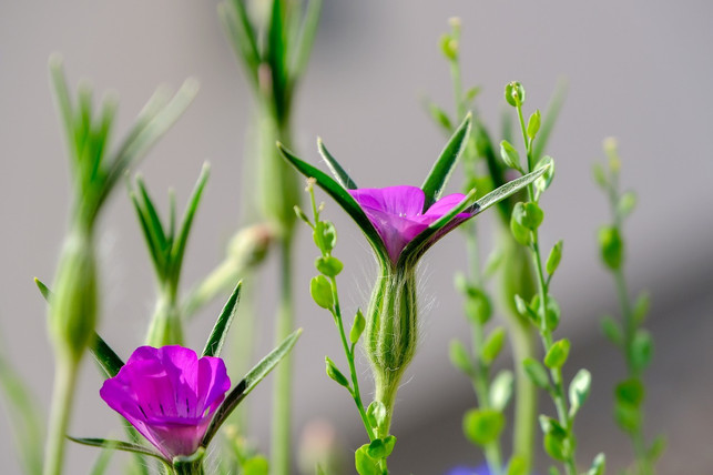 als-wildblume-braucht-die-kornrade-nur-sehr-wenig-cc0-pixabay-nickype-200223_download Als Wildblume braucht die Kornrade nur sehr wenig Pflege.