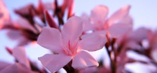 oleander zurückschneiden