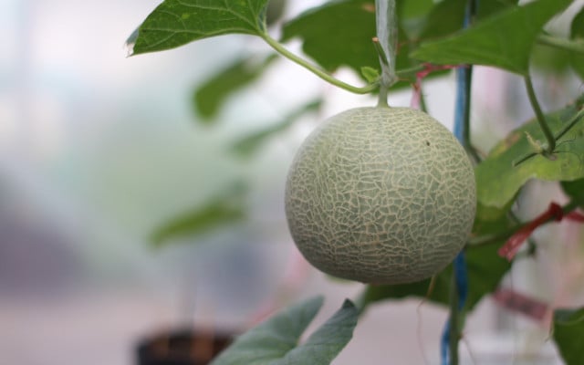 obst-balkon-pb-melone-180207-1280x800 Obst Balkon Melone