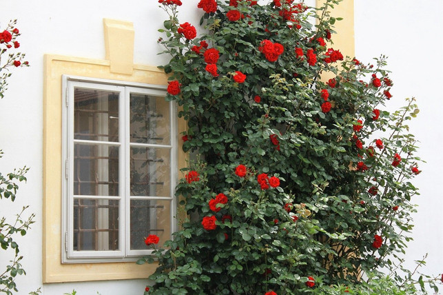 kletterrosen-eignen-sich-zum-beispiel-zur-begruenun-cc0-pixabay-ansehen-200526_download Kletterrosen eignen sich zum Beispiel zur Begrünung von Hauswänden.