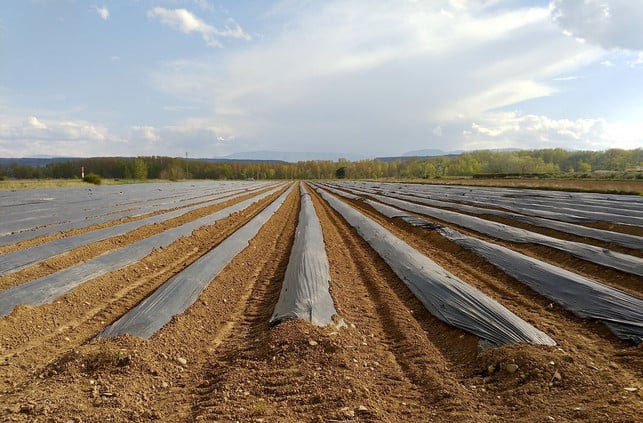 Asparagus-Unter-Unter-Schwarzen-Plastic foil-Ang-Cc0-Pixabay-Portaljardin-200415_Download Asparagus is often grown under black plastic films.