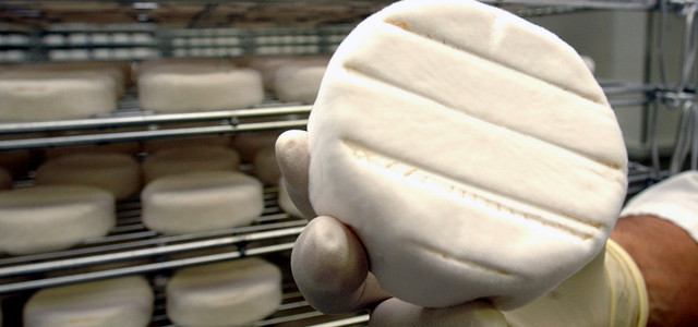Camembert: Forschende warnen vor dem Aus der beliebten Käsesorte