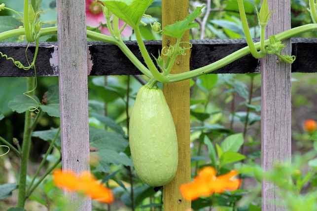 bei-zucchini-aus-dem-garten-ist-wegen-moeglicher-rue-cc0-pixabay-zoosnow-180321_download Zucchini roh essen? Bei Zucchini aus dem Garten ist wegen möglicher Rückkreuzungen ein Geschmackstest sinnvoll.