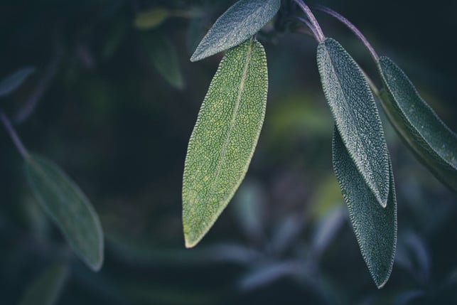 mediterrane-kraeuter-vertragen-einen-rueckschnitt-im-cc0--unsplash--friderike-251008_download Mediterrane Kräuter vertragen einen Rückschnitt im Frühjahr besser.