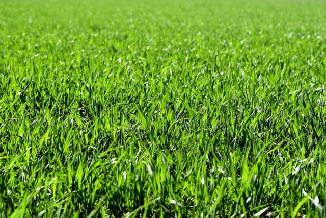 Für eine gleichmäßig grüne Rasenfläche sollte man den Boden regelmäßig aerifizieren.