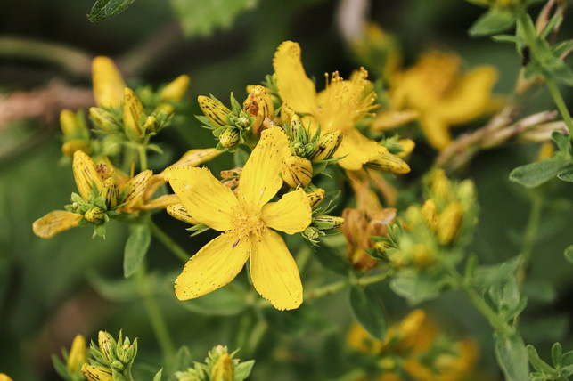 lebensmittel-mit-johanniskraut-koennen-mit-pyrroliz-cc0pixabaymanfredrichter-200907_download Lebensmittel mit Johanniskraut können mit Pyrrolizidinalkaloiden verunreinigt sein.