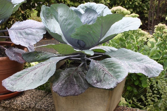 rotkohl-waechst-auch-im-kuebel-auf-der-terrasse-maria-hohenthalutopia-190904_download Rotkohl wächst auch im Kübel auf der Terrasse.