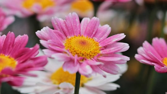 margeriten-bluehen-den-ganzen-sommer-lang-cc0-pixabay-pixel2013-180930 Margeriten blühen den ganzen Sommer lang