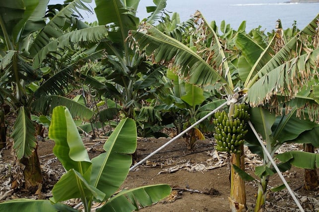 nutze-bananen-aus-oekologischer-landwirtschaft-wen-cc0-pixabay-efraimstochter-211024_download Nutze Bananen aus ökologischer Landwirtschaft, wenn du die Banenenschale essen möchtest.