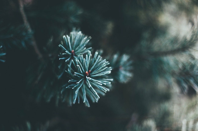 damit-der-adventskranz-frisch-bleibt-sollte-er-au-cc0-pixabay-pexels-211209_download Damit der Adventskranz frisch bleibt, sollte er aus Tannenzweigen gebunden sein.