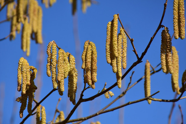 die-haselkaetzchen-oeffnen-sich-wenn-es-waermer-wird-cc0-pixabay-ritae-250305_download Die Haselkätzchen öffnen sich, wenn es wärmer wird.