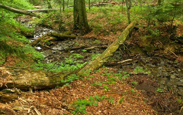 urwaelder-europa-Poloniny-wiki-Caroig-180130-1280x800 Nationalpark Poloniny, Slowakei