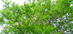 Götterbaum