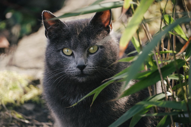 Gehoren Katzen Zu Kleintieren