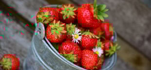Erdbeeren