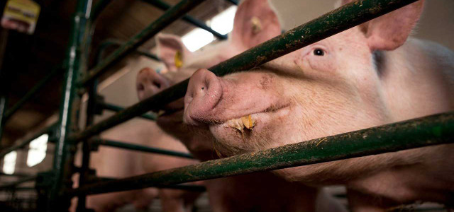 Schweine können Überträger von Krankheiten sein