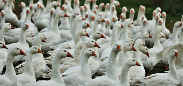 Is bird flu dangerous for humans? What you should know