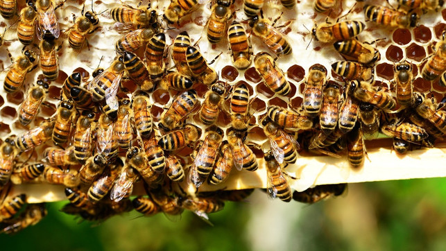 biene-bienenpatenschaft-cc0-pixabay-pollydot-180330 Biene bienenpatenschaft