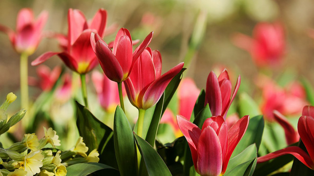 lueften-im-fruehling-tulpen-pb-Couleur-240229-1280x720 Im Frühling steigen die Temperaturen, die Nächte sind oft kalt – das macht das Lüften zu einer Herausforderung.