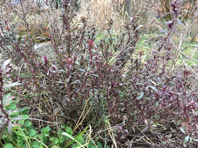 Bergbohnenkraut weiterweg Winterfest ist nur das Winter-Bohenkraut.