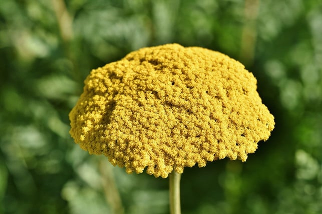 die-goldgarbe-zeichnet-sich-durch-dichte-rispen-an-cc0-pixabay-ralphs_fotos-231229_download Die Goldgarbe zeichnet sich durch dichte Rispen an gelben Blüten aus.