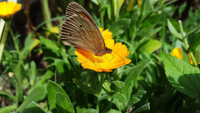 ringelblumen-gehoeren-in-jeden-insektenfreundlichen-cc0--pixabay--sandustefan-250623_download Ringelblumen gehören in jeden insektenfreundlichen Garten.