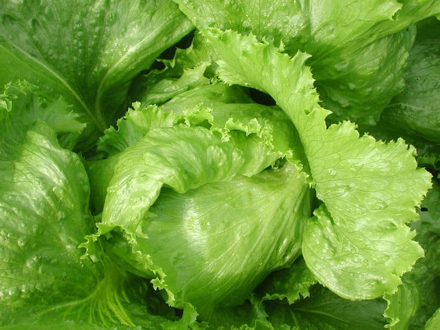 mit-der-richtigen-pflege-erreicht-zuckerhut-salat-cc0-pixabay-melissahuang-191023_download Mit der richtigen Pflege erreicht Zuckerhut-Salat ein Gewicht von bis zu zwei Kilogramm.