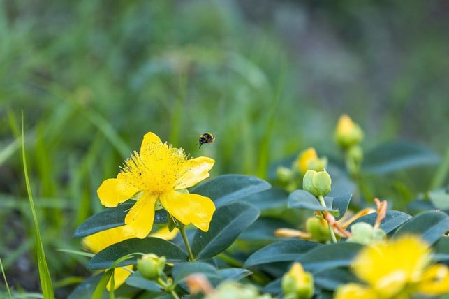 bienen-sind-bedroht-mit-den-richtigen-gartenpfla-cc0-pixabay-marcelkessler-200117_download Bienen sind bedroht – mit den richtigen Gartenpflanzen bietest du ihnen Lebensraum und Nahrung.
