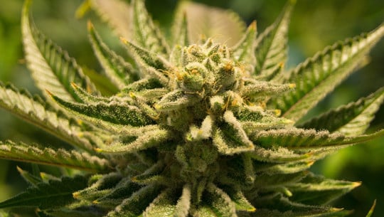 unterschied-sativa-indica-cc0-pixabay-futurefilmworks-240716 Unterschied Sativa Indica