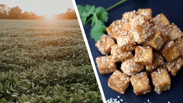 soja-herkunft-tofu-drinks-us-cc0-Meredith-Petrick_pb-cc0-yuelanliu-210122-1280x720 Woher kommt Soja für Tofu und Drinks?