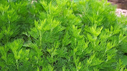 eberraute-ist-seit-jahrhunderten-als-heilpflanze-b-cc0-pixabay-hanslinde-191127 Eberraute ist seit Jahrhunderten als Heilpflanze bekannt