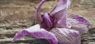 orchidee verblüht
