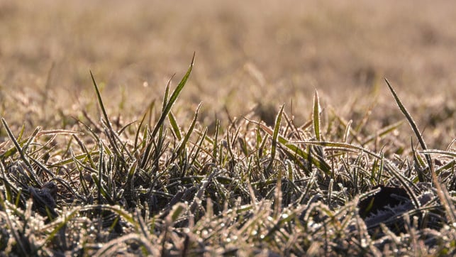 rasenmaehen-im-winter-schadet-dem-gras-und-sorgt-fue-cc0--pixabay--maky_orel-250926_download Rasenmähen im Winter schadet dem Gras und sorgt für eine unebene Rasenfläche im nächsten Jahr.