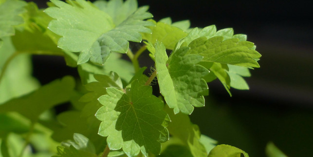 pimpinelle-unkraeuter-pb-pixabay-160513-1280x640 Unkraut Pimpinelle