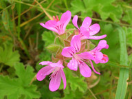 Duftgeranie Duftgeranie