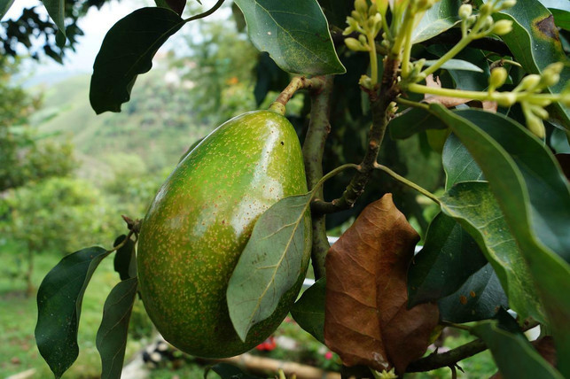 achte-beim-kauf-auf-das-herkunftsland-der-avocados-cc0-pixabay-ceguito-220726_download Achte beim Kauf auf das Herkunftsland der Avocados.