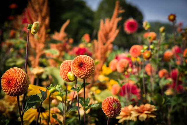 eine-ueppige-blumenpracht-ist-wichtig-fuer-den-roman-cc0-pixabay-emkanicepic-240508_download-1 Eine üppige Blumenpracht ist wichtig für den romantischen Garten.