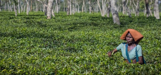 tee-plantage-u-cr-160720-1280x600 Tee-Plantage