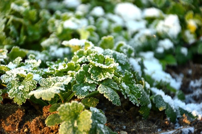 eisheiligen-frost-im-mai-kann-die-ernte-vernichte-cc0-pixabay-peggychoucair-190128_download Die Eisheiligen als Richtwert: Frost im Mai kann die Ernte vernichten.