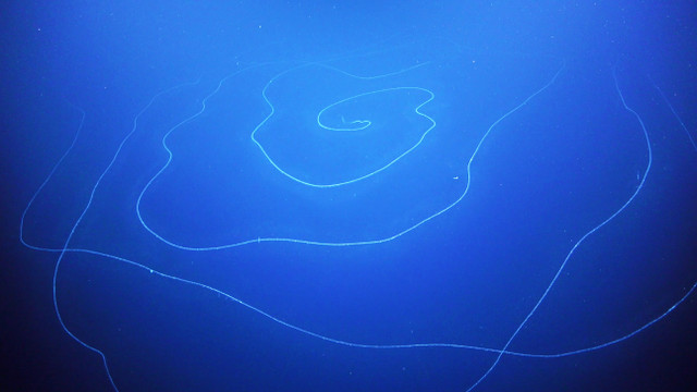 45 Meter Ist Das Das L ngste Tier Der Welt 45-meter-ist-das-das-l-ngste-tier-der-welt