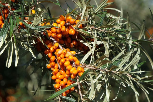sanddorn-die-orangen-beeren-enthalten-mehr-vitami-cc0pixabayuschi_du-190523_download Sanddorn, die orangen Beeren sind ein entzündungshemmendes Lebensmittel.