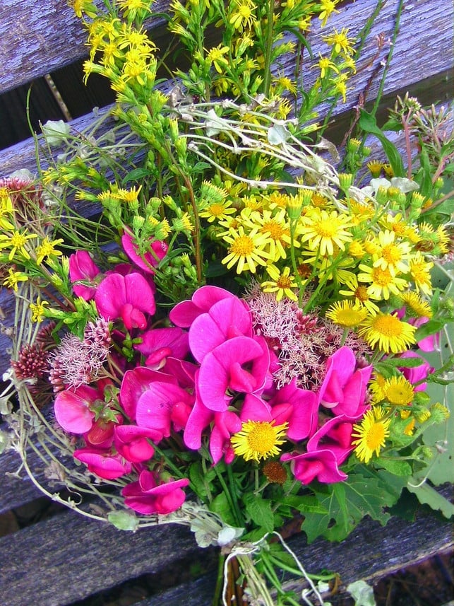 die-blueten-der-edelwicke-eignen-sich-hervorragend-cc0-pixabay-violatricolor-211208_download Die Blüten der Edelwicke eignen sich hervorragend für Blumensträuße.