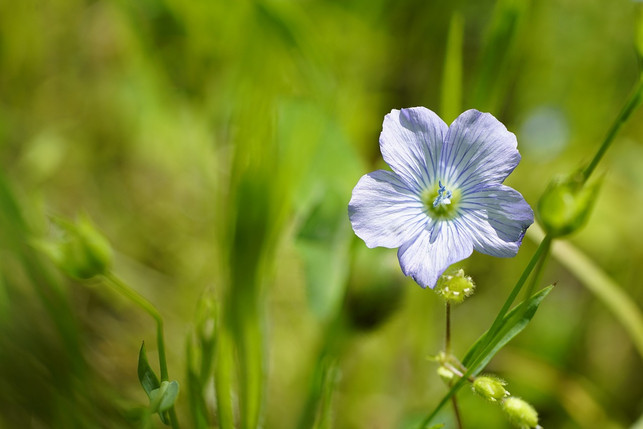 so-sieht-die-bluete-der-leinsamenpflanze-aus-cc0-pixabay-jhenning-231024_download So sieht die Blüte der Leinsamenpflanze aus.