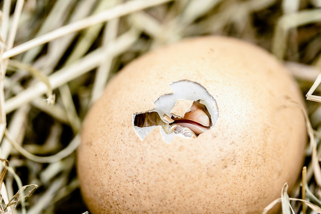 das-unternehmen-respeggt-hat-eine-methode-entwicke-cc0-pixabay-myriams-fotos-241118_download Das Unternehmen Respeggt hat eine Methode entwickelt, um Kükenschreddern zu vermeiden.