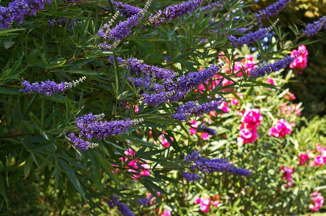 praeparate-mit-moenchspfeffer-koennen-bei-pms-helfen-cc0-pixabay-kriemer-200517_download Präparate mit Mönchspfeffer können bei PMS helfen.